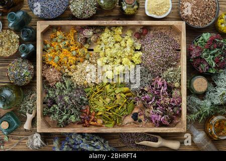 Healing herbs in wooden box, infusion or oil bottles on wooden table, herbal medicine, top view. Stock Photo