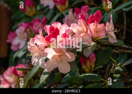 Rhododendron 'Percy Wiseman' plant with peachy pink colour flowers or blooms in late April, UK Stock Photo