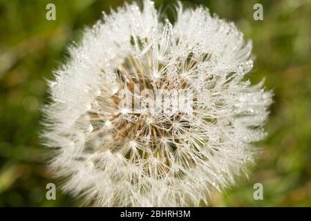 Close up macro image of a white Dandelion with water droplets Stock Photo