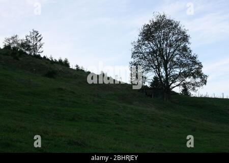 A growing on a hillside of single treeEin an einem Berghang wachsender alleinstehender Baum Stock Photo