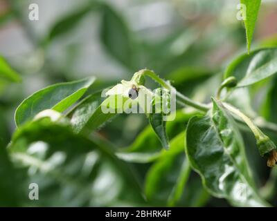 White blossom of a habanero pepper plant with the green leaves of the chili plant in the background Stock Photo