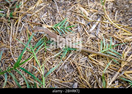 Close up of a Sicilian lizard, Podarcis waglerianus, Podarcis sicula,  among dry grass in Sicily, Italy. Stock Photo