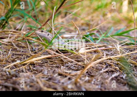 Close up of a Sicilian lizard, Podarcis waglerianus, Podarcis sicula,  among dry grass in Sicily, Italy. Stock Photo