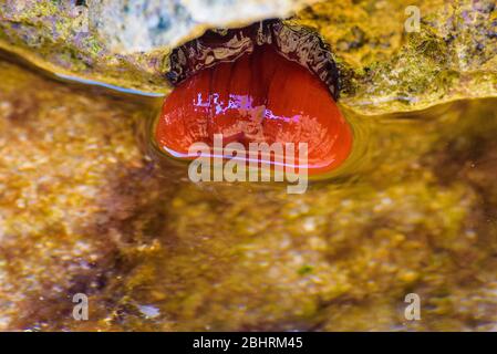Beadlet anemone, Red sea anemone, Plum anemone, Beadlet-anemone (Actinia equina) getting dry at low sea water tide. Stock Photo