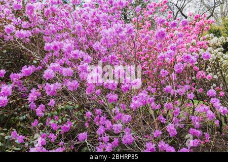 Pinkish-purple flowering Rhododendron mucronulatum - Korean rhododendron shrub in spring Stock Photo