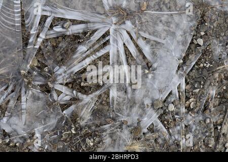 Close-up of semi-transparent ice formations with various patterns and textures, with pebbles in a frozen puddle, including some plant matter. Stock Photo