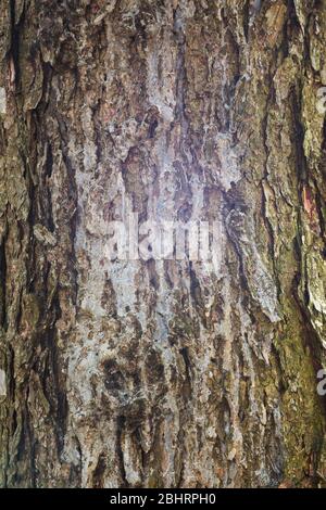 Larix gmelinii var. japonica - Dahurian Larch tree bark detail with streaks of sap in spring Stock Photo
