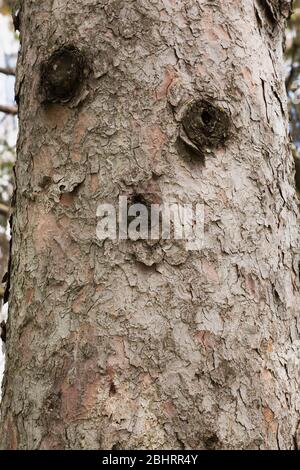 Face on Pinus - Pine tree trunk formed from callus growth around edge of wounds where branches were sawed off. Stock Photo