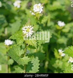 Flowering knoblauchsrauke, Alliaria petiolata, in spring in a close-up Flowering knoblauchsrauke, Alliaria petiolata, in spring in a close-up
