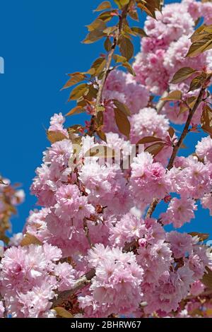 Japanese clove cherry, Prunus serrulata, flowering in spring Stock Photo