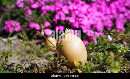 Chicken eggs on the background of garden pink flowers Stock Photo