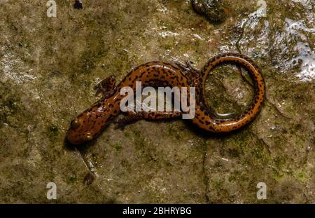 Long-tailed Salamander (Eurycea longicauda) from Union County, Illinois, USA. Stock Photo