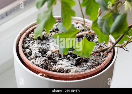 monstera swiss Swiss Cheese Plant 6"