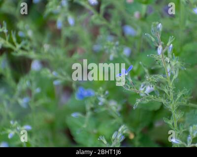 Blooming germander speedwell, Veronica chamaedrys Stock Photo