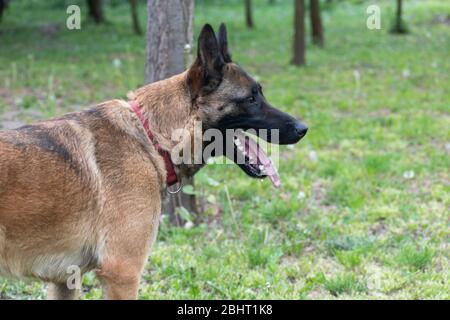 Belgian shepherd dog malinois, Canis lupus familiaris Stock Photo