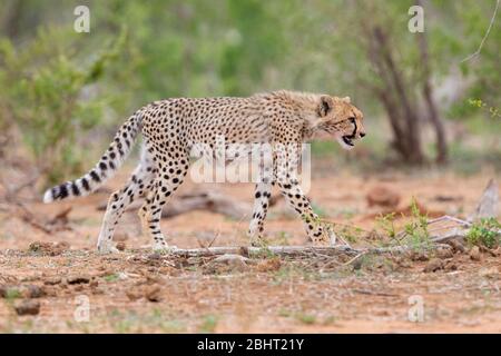 Cheetah (Acinonyx jubatus), a cub walking in the Savannah, Mpumalanga, South Africa Stock Photo