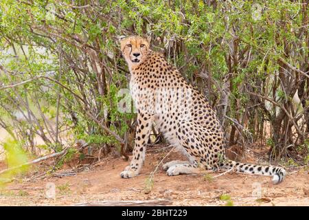 Cheetah (Acinonyx jubatus), adult female resting under a bush, Mpumalanga, South Africa Stock Photo