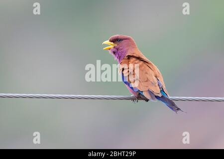 Broad-billed Roller (Eurystomus glaucurus), adult  perched on a wire, Mpumalanga, South Africa Stock Photo