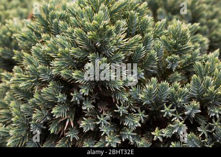 Juniperus squamata 'Blue Star' - Flaky Juniper shrub with Phomopsis - twig-blight disease in spring Stock Photo