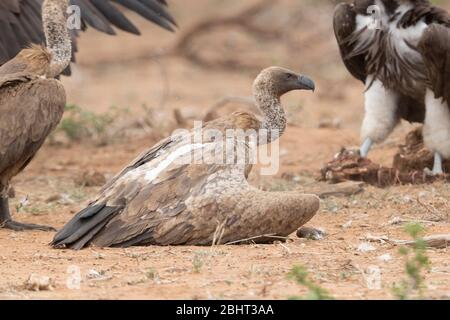 White-backed Vulture (Gyps africanus), immature crouched on the ground, Mpumalanga, South Africa Stock Photo