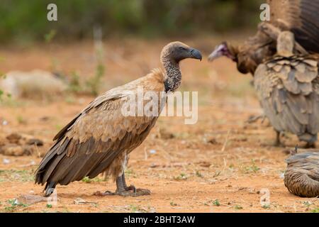 White-backed Vulture (Gyps africanus), side view of an immature standing on the ground, Mpumalanga, South Africa Stock Photo