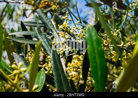 Olive tree pollen is highly allergic to people with respiratory problems and allergies. Stock Photo