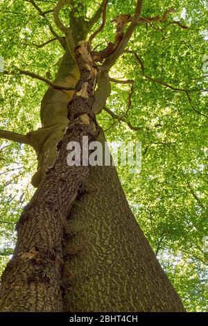 Two intertwined trees. A large beech and a small oak Stock Photo