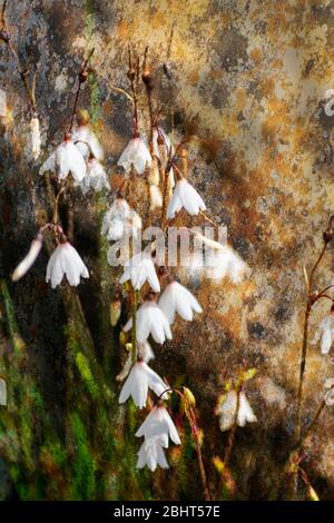 A clump of Autumn Snowflake flowers growing in a rockery setting Stock Photo