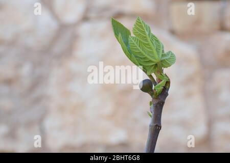 Dripping ripe fig on the tree, Stock Photo