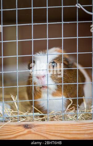 Adult boar Guinea pig in cage, looking out through wire mesh. Stock Photo