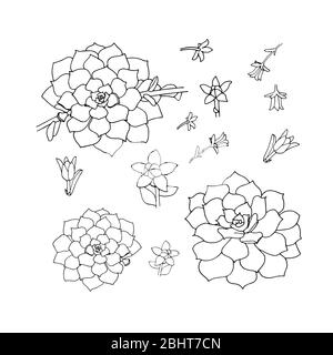 Hand drawn line succulent plant Vector illustration isolated on white background.