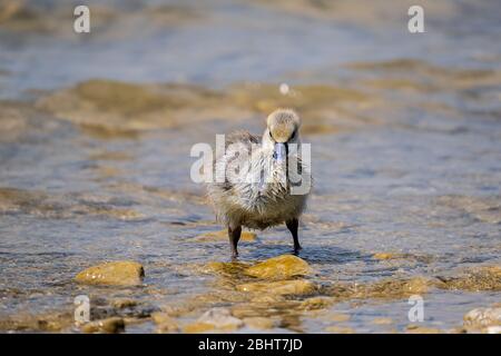 greylag goose at lake ammersee in bavaria Stock Photo