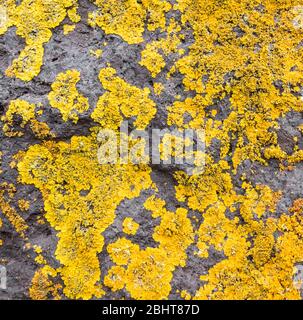 Lychen on rock. Stock Photo