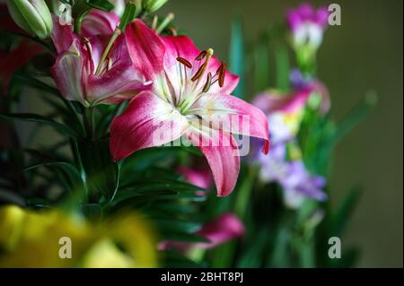 Pink and White Asiatic Lily, Lilium auratum, growing in a beautiful garden Stock Photo