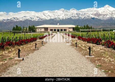 Vineyards, wine cellar and snow-covered Andes Mountains, Bodega Salentein (winery), Mendoza Province, Argentina Stock Photo