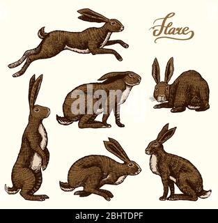 149 Jackrabbit Tattoo Images Stock Photos  Vectors  Shutterstock