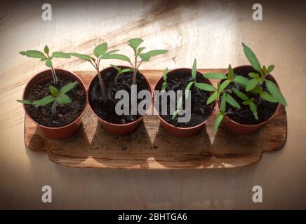 Young plant of tomatoes. Tomato seedlings in a small pot on wooden background. Top view Stock Photo