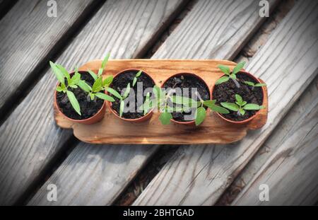 Young plant of tomatoes. Tomato seedlings in a small pot on wooden background. Top view Stock Photo