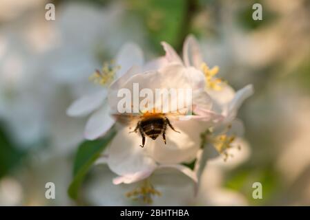 Bumblebee flying in to collect pollen from apple blossom Stock Photo