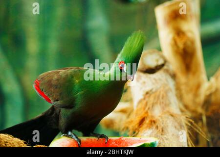 The Guinea turaco, also known as the green turaco or green lourie, is a species of turaco, a group of otidimorphae birds belonging to the family Musop Stock Photo