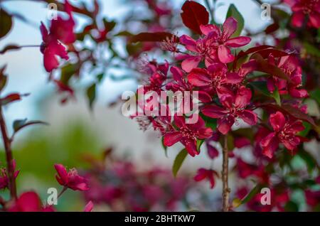 Apple tree Malus domestica blossoms in the spring. Variety 'Royalty' Stock Photo