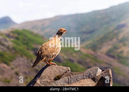 The rock partridge (Alectoris graeca) birds a bird of a pheasant family with chicks on a hiking trail in the mountains of Madeira. Stock Photo