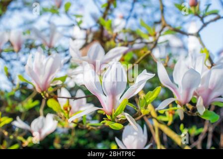 Flowering magnolia tree densely covered with beautiful fresh white and pink flowers in spring. Bright day sunshine. Horizontal card. Copy space. Stock Photo