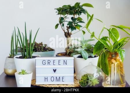 Composition of various green air plants, bonsai tree, succulents and lightbox with Green home words on the black table with white walls background. Mo Stock Photo