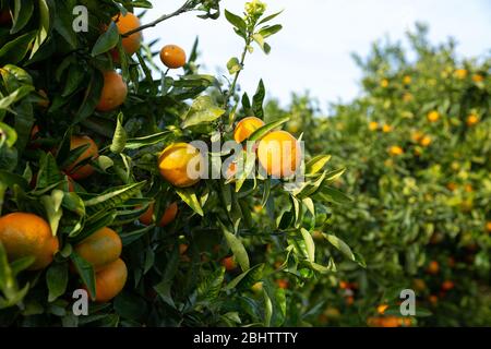 Close up of ripe tangerines on trees on sunny day Stock Photo