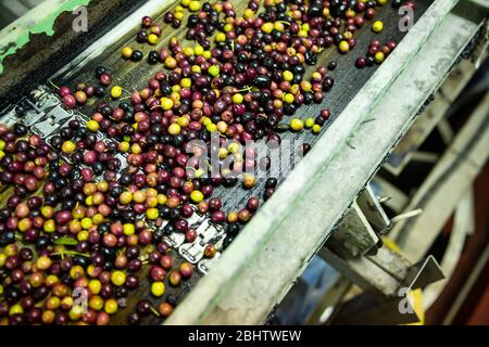 Fresh harvested olives transported on conveyor belt to crushing machine on artisanal factory of olive oil Stock Photo