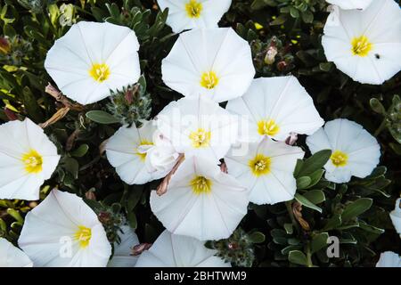 Convolvulus cneorum growing in a private Devon garden. Stock Photo