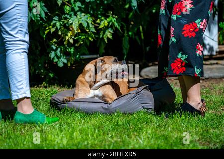 old female boxer dog lying on her bed on green grass on a hot sunny day, with two female people standing next to her Stock Photo