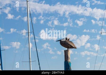 Brown pelican perching on wooden post against blue sky. These sea birds are a common sight in Cancun, especially when fishermen come back Stock Photo