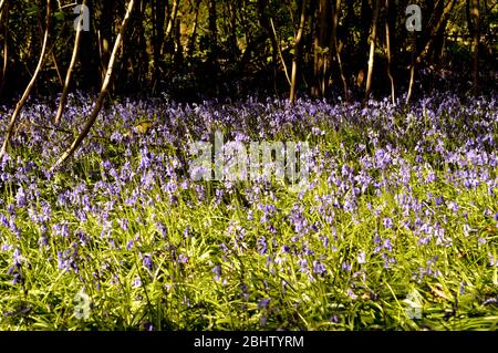 bluebell woods on reigate hill Stock Photo